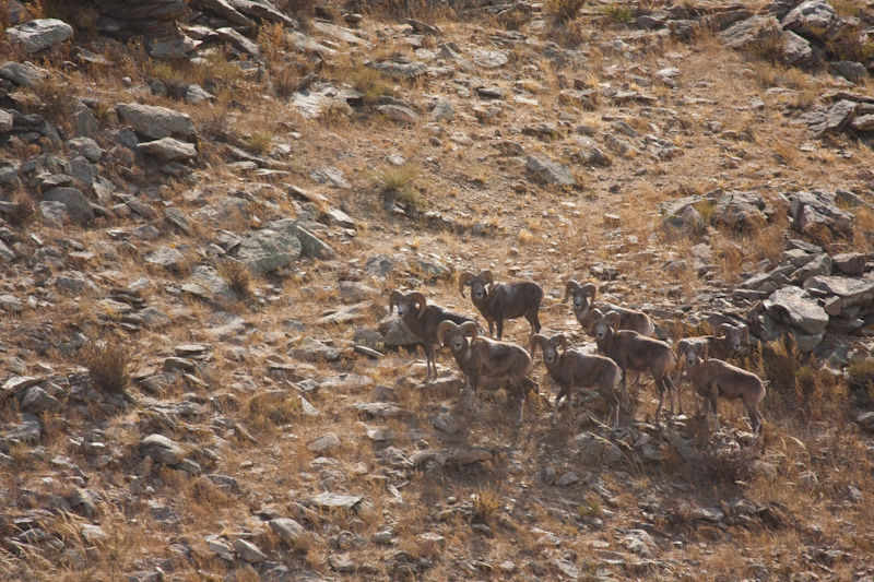 Argali